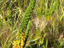 Erica patersonii